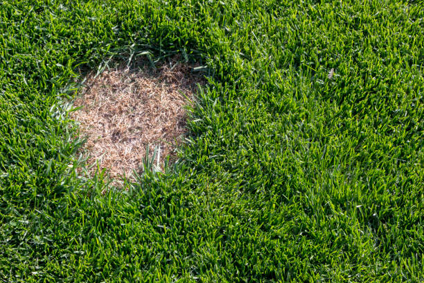 istock Lawn has suffered damage from a disease or pet. Need to update the lawn. 955823686