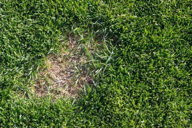 istock Lawn has suffered damage from a disease or pet. Need to update the lawn. 955823700