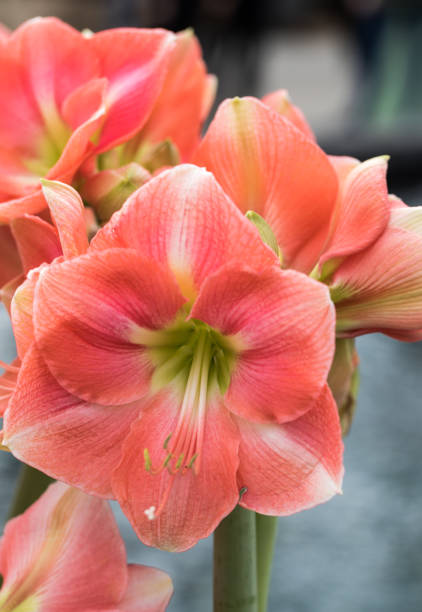 istock red and white amaryllis flower blooming in a natural garden 955824146