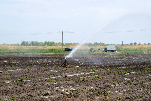 istock Irrigation system in field of melons. Watering the fields. Sprinkler 955824640