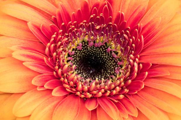 istock Heart of a gerbera daisy with red and orange leaves 955824946