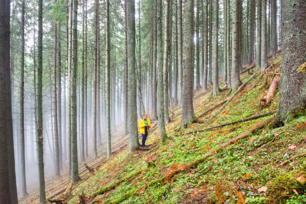 istock Pretty woman in mystery forest 955834152