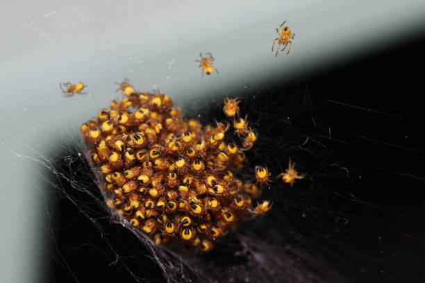 istock Freshly hatched small cross spiders in a pile 955836356