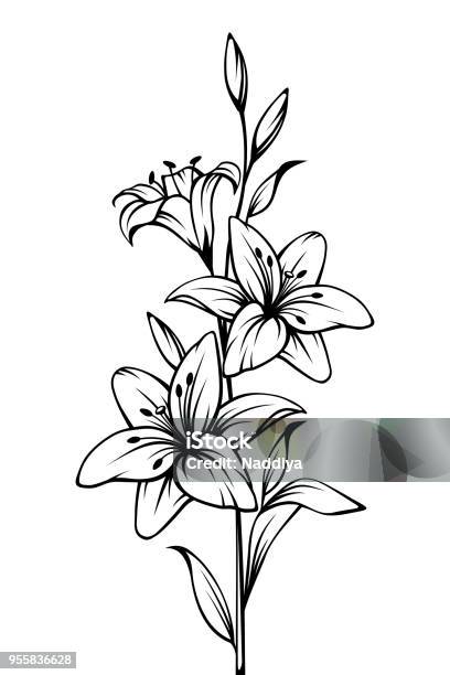 Lily Flowers Vector Black And White Contour Drawing Stock Illustration ...