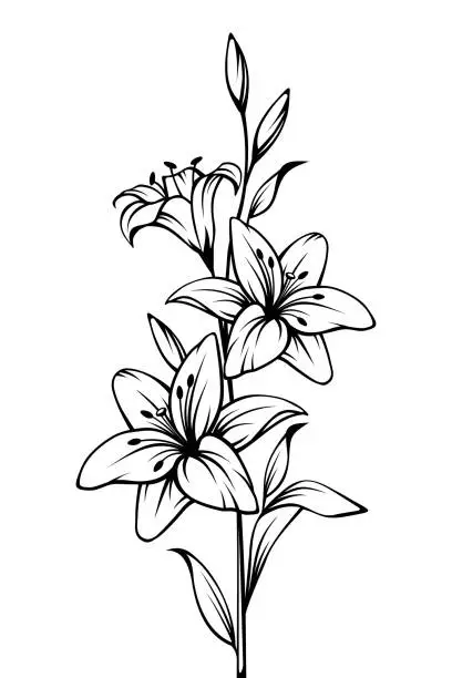 Vector illustration of Lily flowers. Vector black and white contour drawing.