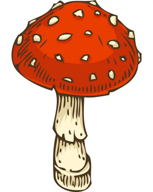 Vector illustration of Red Amanita Fly Agaric Mushroom