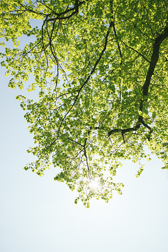 Green tree leafs on sunny day in United Kingdom
