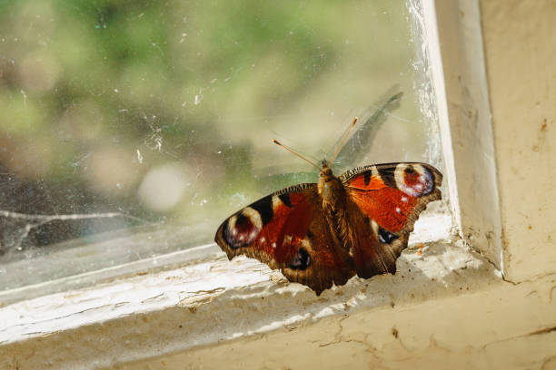 istock peacock butterfly sitting on old window frame and looking 955839912