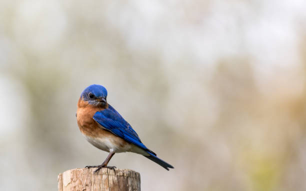 istock Bluebird portrait perched against clean muted background 955844304
