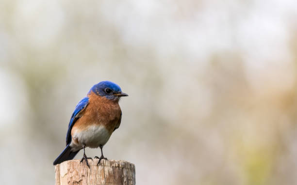 istock Bluebird portrait perched against clean muted background 955844482