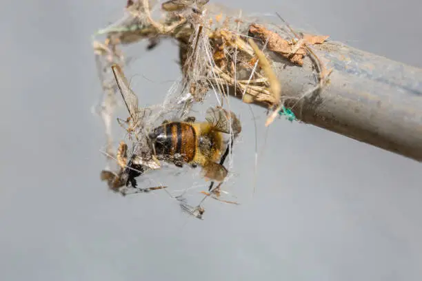 Photo of Bee trapped with spider webs on a stick