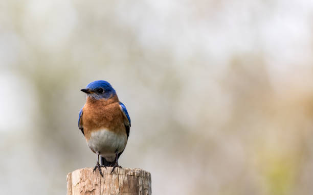 istock Bluebird portrait perched against clean muted background 955845238