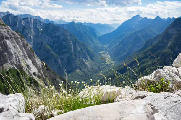 Tiny white alpine flowers and vegetation, overlooking the narrow Trenta valley below, with steep mountains of Julian Alps, Slovenia, on both sides of the valley