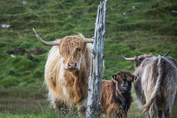 Highland cattle with a calf, with different hair color, standing in a field by a dead tree. Taken on island of North Uist, Outer Hebrides, Scotland