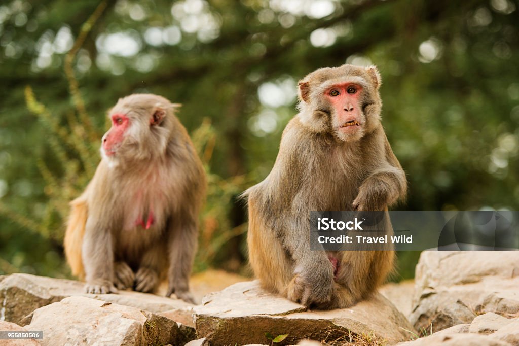 Portrait of two beautiful macaque monkeys in the middle of a green forest in the city of Dharamshala, India Macaque Stock Photo