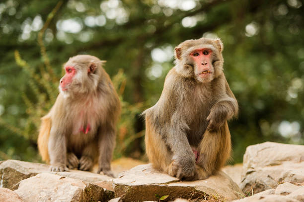 Portrait of two beautiful macaque monkeys in the middle of a green forest in the city of Dharamshala, India stock photo