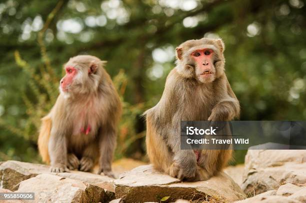 Portrait Of Two Beautiful Macaque Monkeys In The Middle Of A Green Forest In The City Of Dharamshala India Stock Photo - Download Image Now