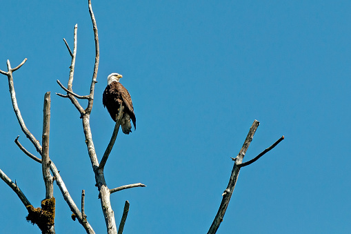 bald eagle perched on a dead tree branch