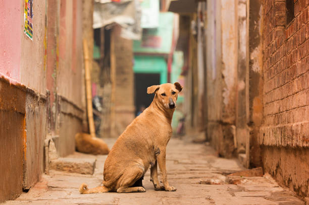 un mignon chien brun pose devant la caméra dans l’un de l’allée coloré beaucoup de varanasi, en inde. - dog street loneliness solitude photos et images de collection