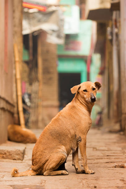 かわいい茶色の犬は、バラナシ、インドの多くのカラフルな路地の一つでカメラの前でポーズです。 - dog street loneliness solitude ストックフォトと画像