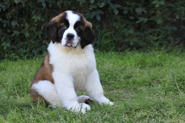 Saint Bernard Puppy With Sweet Expression stock photo