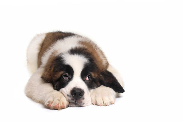 istock Saint Bernard Puppy With Sweet Expression 955851888