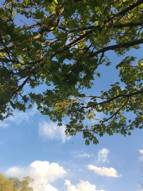 istock Waiting for branches to burst into bloom in spr 955855080