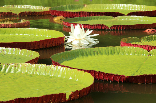 Giant leaves of Victoria cruziana aquatic water plant shot in the tropic Pantanal Brazil