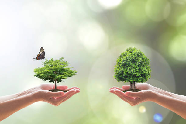 environmental biodiversity in ecosystem concept with bio diversity in species of tree planting and saving biological life living in clean environment on volunteers hands - growth global business global communications healthcare and medicine imagens e fotografias de stock