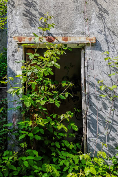 old abandoned room entrance covered with bushes stock photo