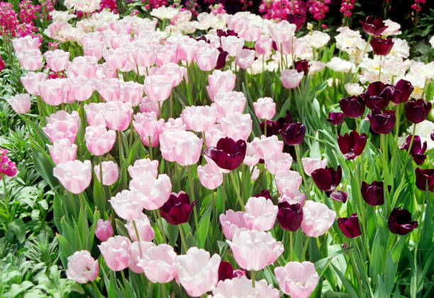 istock Large group of pink and white Tulips 955869490