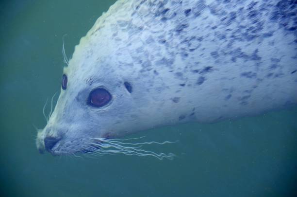 istock Harbour Seal under the surface, seen from above and distorted by the ripples on the water. 955872228