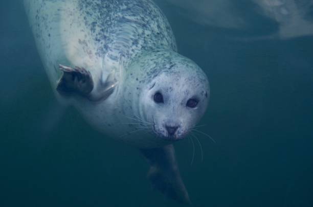 istock Slightly distorted image of harbour seal underwater, taken from above. 955872276