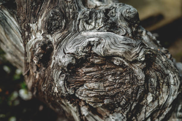 istock Weathered tree trunk, Cradle Mountain NP, Tasmania 955872582