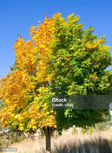 Fall Half Tree Autumn Half And Half Tree Stock Photo - Download Image Now - Autumn ...