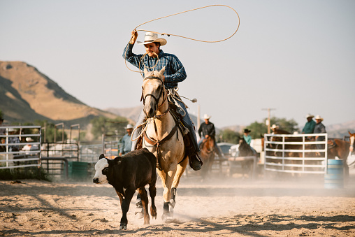 Cowboys Steer Roping at Rodeo Arena