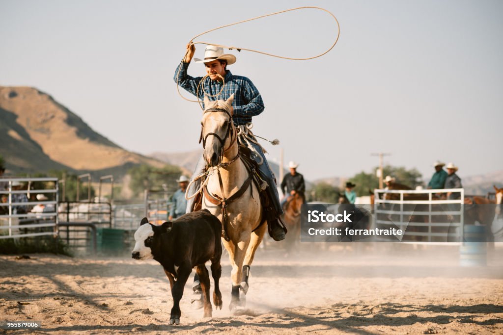 Steer Roping Cowboys Steer Roping at Rodeo Arena Rodeo Stock Photo