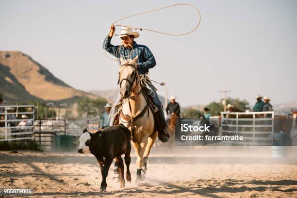 Steer Roping Stock Photo - Download Image Now - Rodeo, Cowboy, Lasso