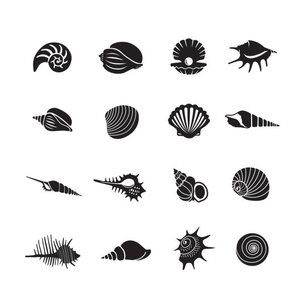 sea shell-symbole - tritonshorn stock-grafiken, -clipart, -cartoons und -symbole