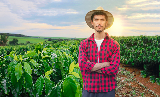 Farmer or working with hat on coffee field at sunset field. Concept Image.