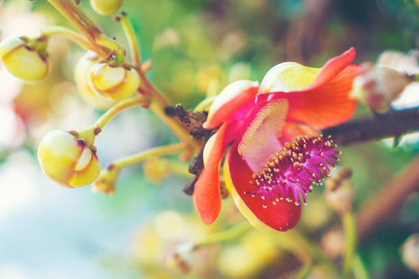 istock Shorea robusta flower or Sal tree flower on the tree with nature tree bokeh background 955887050