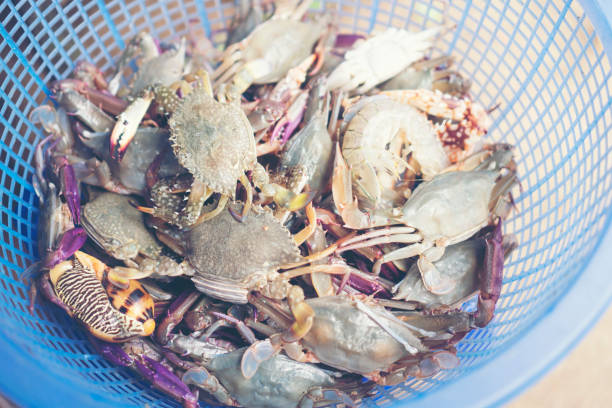 istock seafood in market 955889456