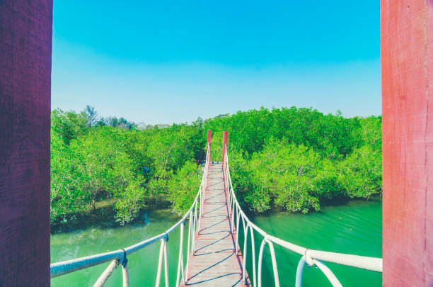 istock Wooden walking bridge in mangrove forest 955889610