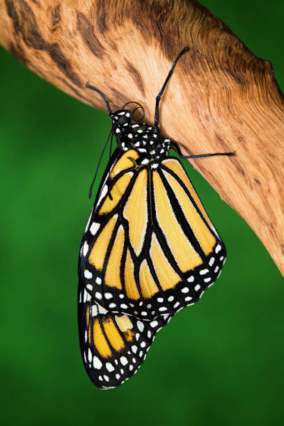 istock A Monarch Butterfly On A Branch 955889814