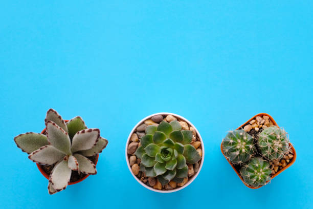 istock Cactus and succulent plants on blue paper background with copy space, top view, flat lay, succulent houseplant trendy design concept 955889846