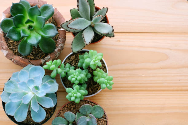 istock Succulent plants on wood background with copy space 955889886