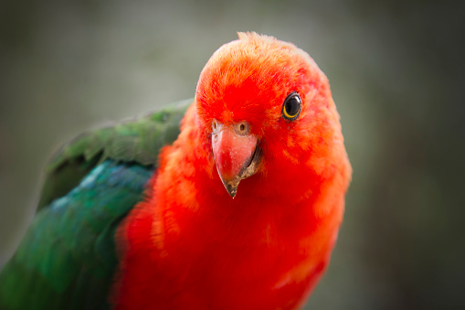 An Australian king parrot in close up against a dark blurred background