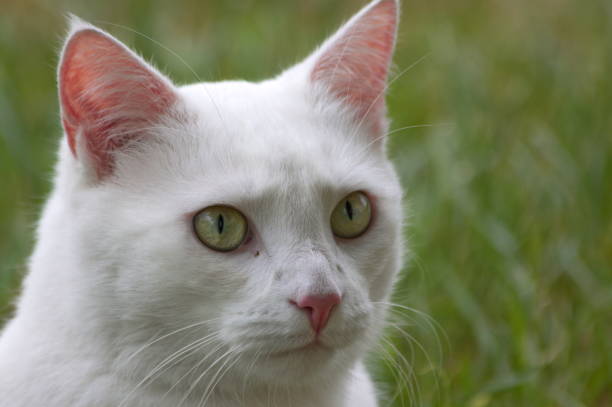 istock Head of the white cat 955890814