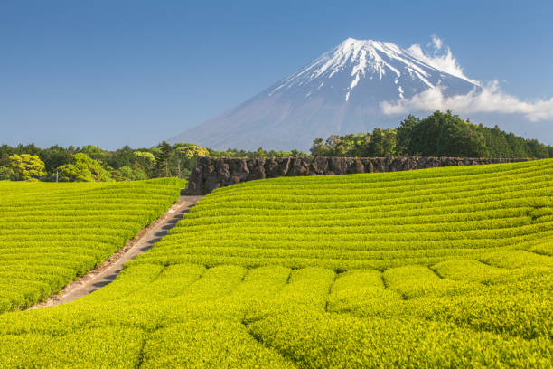 istock Tea farm and Mount Fuji in spring at Shizuoka prefecture 955891876