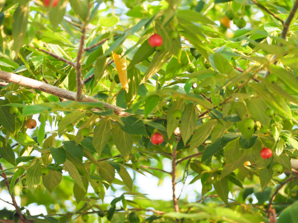istock Fruit of Muntingia calabura maturing in the tree, selective focus 955894482